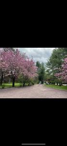 due alberi fioriti con fiori rosa su una strada di Resort type home in Old Brookvile !!! a Glen Head