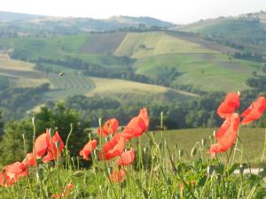 un grupo de amapolas rojas en un campo en L'Isola Che Non C'era en Apiro