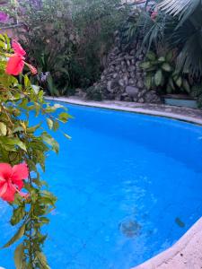 a blue swimming pool with flowers in the foreground at Villas Velarde in Cozumel