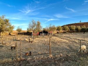 a group of sheep grazing in a field at Quinta Alfaval in Redondo