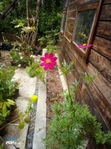 een roze bloem in een tuin naast een gebouw bij Bird Friendly Inn in Bayawan