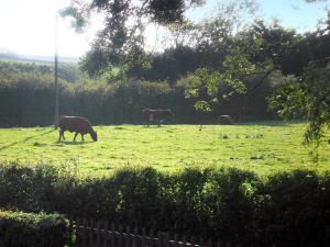 a group of cows grazing in a field at White Cottage in Hemingby
