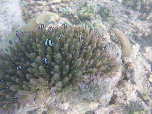 a coral with anemones and fishes on a reef at Kaafu Inn Guraidhoo in Guraidhoo
