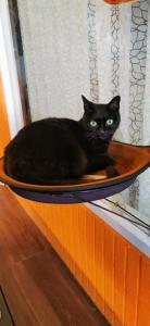 un gato negro sentado sobre una mesa en A-Li A-Li Homestay en Chiayi