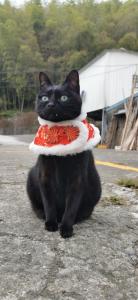een zwarte kat met een rode en witte strik bij A-Li A-Li Homestay in Chiayi City