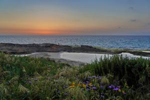 ナハリヤにあるBeachfront Sea View Dream Escape - 3BR with Mamadの花が咲くビーチと夕日の海