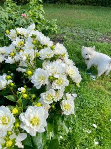 a white cat sitting in the grass next to flowers at Domaine de La Vove in Corbon