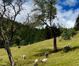 een kudde dieren die grazen in een veld met bomen bij Holderstanzenhof in Bad Peterstal-Griesbach