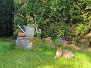 Eine Katze, die im Gras auf einem Hof liegt in der Unterkunft Ferienhaus Inger in Tarp