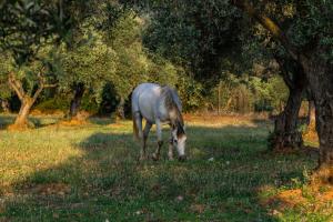 a horse grazing in the grass next to a tree at Casa Rural Finca Las Picazas in Peñarroya-Pueblonuevo