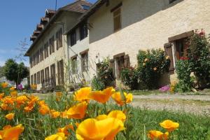 a field of yellow flowers in front of a building at Chartreuse in Saint-Franc