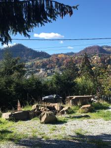 コリビツァにあるCasa dintre Braziの傘と木の畑の眺め