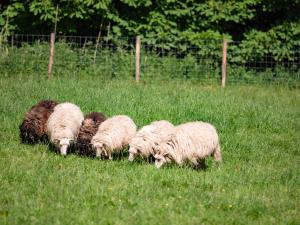 Altri animali domestici presso l'hotel o nei dintorni