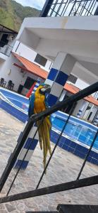 einem gelben und blauen Papagei auf einer Stange in der Unterkunft CLUB CAMPESTRE EL DESPERTAR DE LAS AVES 
