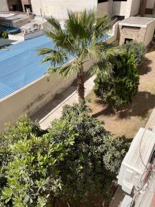 a palm tree and bushes next to a swimming pool at Cómodo departamento céntrico in Mendoza