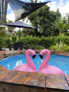 dos flamencos rosas están en una piscina en Cabañas Los Tulipanes, en La Mesa
