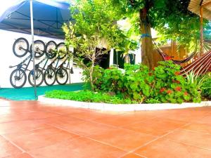 Hostal White House Galapagos في بويرتو أيورا: مجموعة من الدراجات متوقفة بجوار شجرة