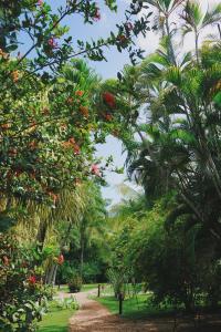 un jardín con palmeras y un camino de tierra en Hotel Villa Del Sol, en Coco