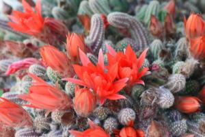 grupa czerwonych kwiatów na stosie kaktusów w obiekcie Ca'Os Locanda&Grill w mieście Vigostano
