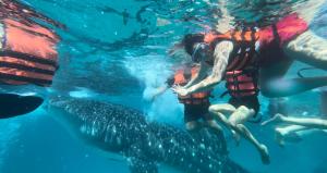 a group of people in life vests swimming next to a whale shark at Kabansoy Haven in Moalboal