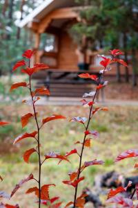 a plant with red leaves in front of a cabin at Sea Home Resort in Ozerki