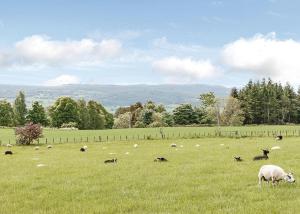 a herd of sheep grazing in a field of grass at Kessock Highland Lodges in North Kessock