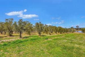 勒弗戴尔Olives and Vines at Majors Lane的相册照片