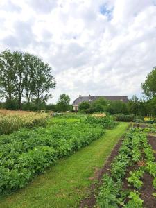 a field of crops with a house in the background at Ark van Thesinge 