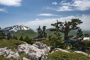 a tree on top of a hill with a mountain at Gelsomino in Morano Calabro