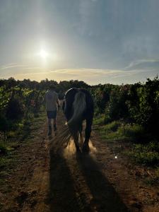 Un homme qui marche un cheval sur un chemin de terre dans l'établissement Agriturismo Gli Archi, à Fauglia