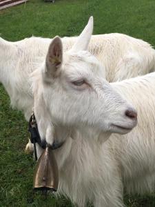 Tiere in der Ferienwohnung oder in der Nähe