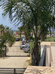un palmier à côté d'un parking avec voitures dans l'établissement ProKite Alby Rondina - RESORT -, à Birgi Vecchi