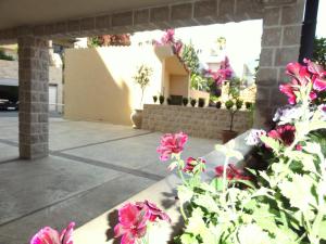 a group of pink flowers in a courtyard at The Old Town Terrace Apartments in Budva