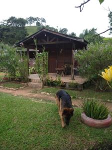 Eine Katze, die im Gras vor einer Hütte läuft in der Unterkunft Pousada do Cowboy in Sapucaí-Mirim