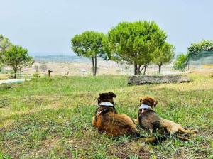 two dogs sitting in the grass in a field at Casas de Campo Villa D'Almeida in Travancinha