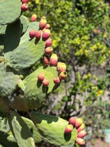 Zahrada ubytování Villa Luxury Roma