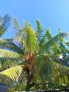 a group of palm trees against a blue sky at Sous le manguier in Sainte-Anne