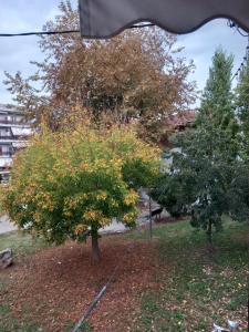 Zahrada ubytování Ergina Green Park