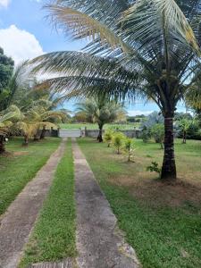 a dirt path in a park with palm trees at Ti bijou in Baie-Mahault