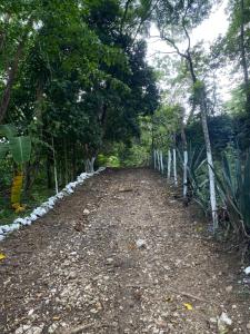 un chemin de terre au milieu d'une forêt dans l'établissement Casa Colibri, à Copan Ruinas