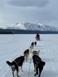 um grupo de cães puxando um homem num trenó na neve em Ottsjö-Åre Lodge em Ottsjö