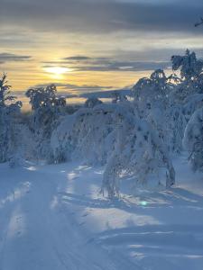 a snow covered tree with the sun setting in the background at Ottsjö-Åre Lodge in Ottsjö