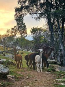 Animais na tenda de luxo ou nos arredores