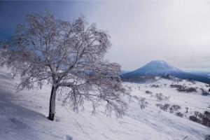 Mountain View Totoro - spacious & sunny during the winter