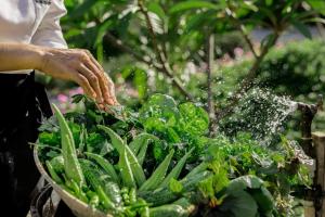 a person spraying plants with a bucket of water at Six Senses Con Dao - Turtle Island Paradise in Con Dao