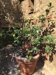 Eine Pflanze in einem Topf neben einer Ziegelmauer in der Unterkunft Agli Olivi di Marciano in Siena