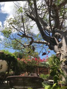 a tree in a garden with a table and flowers at Casa Éolica in Barra Grande
