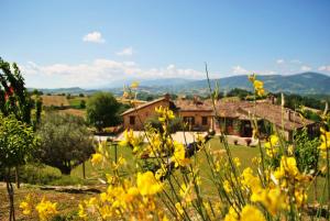 a field of yellow flowers in front of a house at Agriturismo L'Antico Oliveto in San Severino Marche