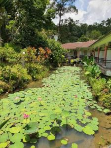 un estanque lleno de lirios verdes en Seri Pengantin Resort, en Kampung Janda Baik