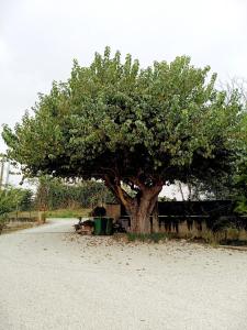 Ein Baum, der mitten auf einer unbefestigten Straße sitzt. in der Unterkunft IL CASALE in Montemarciano